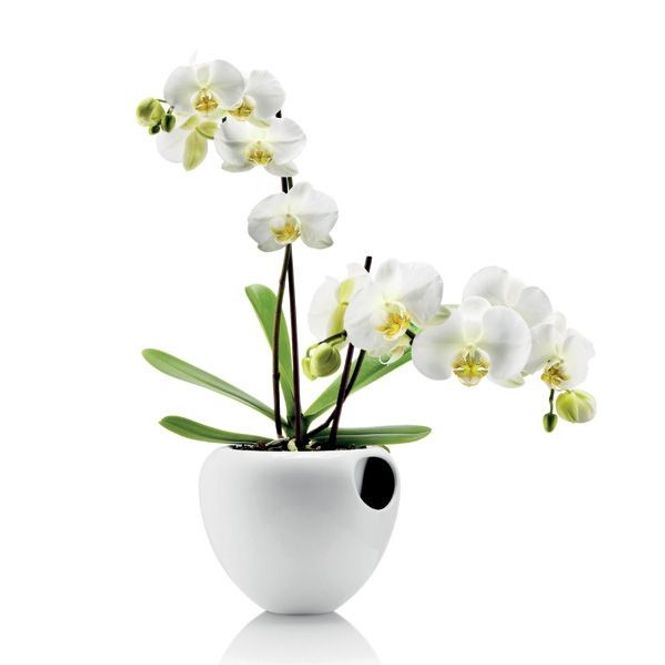 Main Image Eva Solo orkidepotte